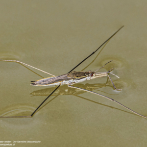 Nartnik duży, Gerris lacustris, Water strider, Der Gemeine Wasserläufer