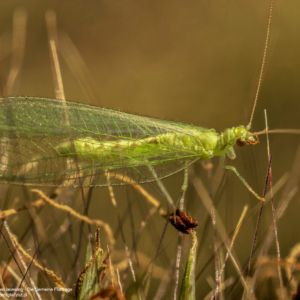 Złotook, Chrysoperla, The green lacewing, Die Gemeine Florfliege