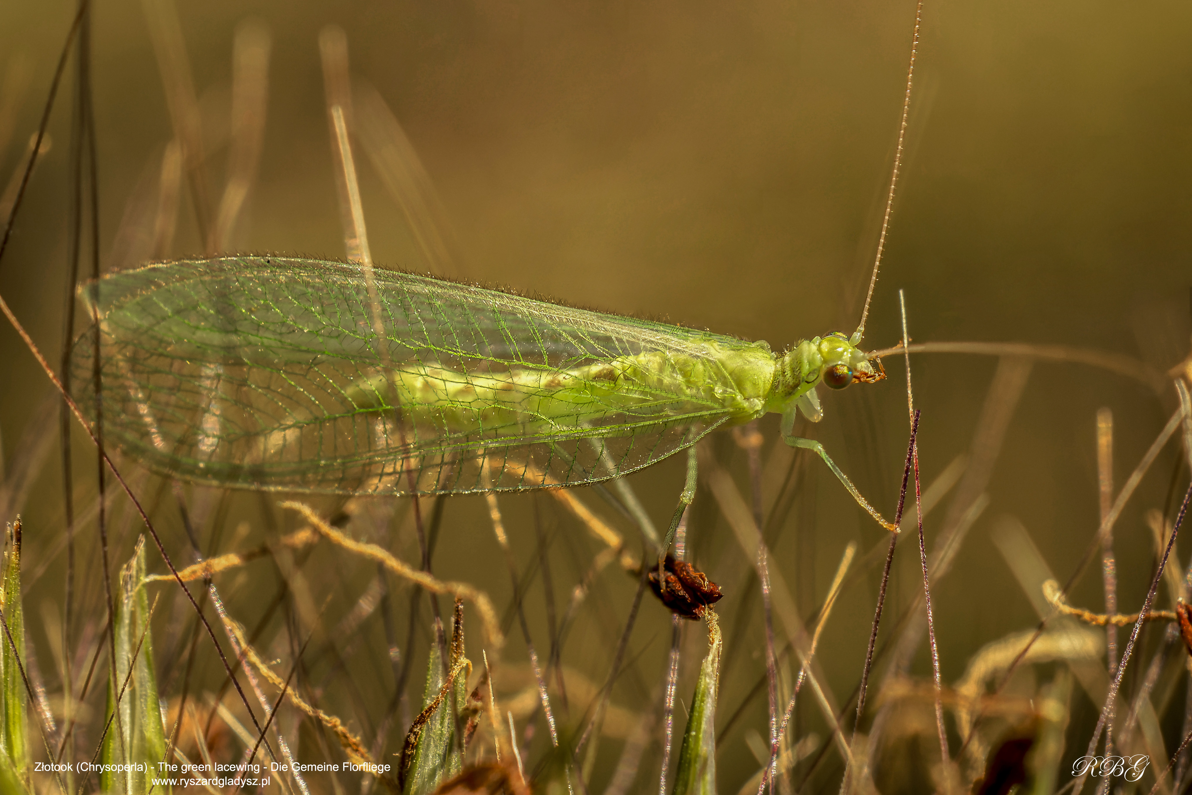 Złotook, Chrysoperla, The green lacewing, Die Gemeine Florfliege
