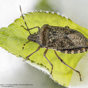 Dzidosz mglisty, Rhaphigaster nebulosa, The mottled shieldbug, Die Graue Gartenwanze