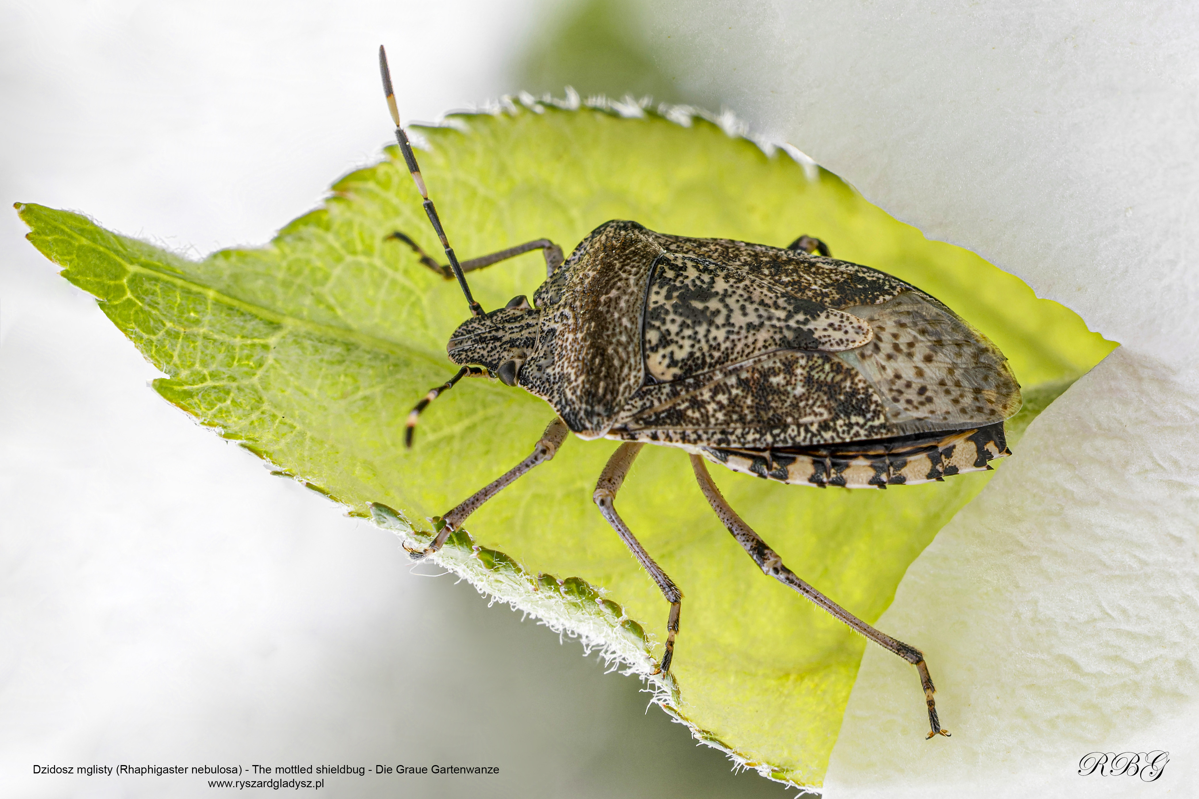 Dzidosz mglisty, Rhaphigaster nebulosa, The mottled shieldbug, Die Graue Gartenwanze