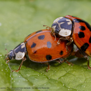Biedronkowate, Biedronka azjatycka, Harmonia axyridis, The multicoloured Asian lady beetle, Der Asiatische Marienkäfer
