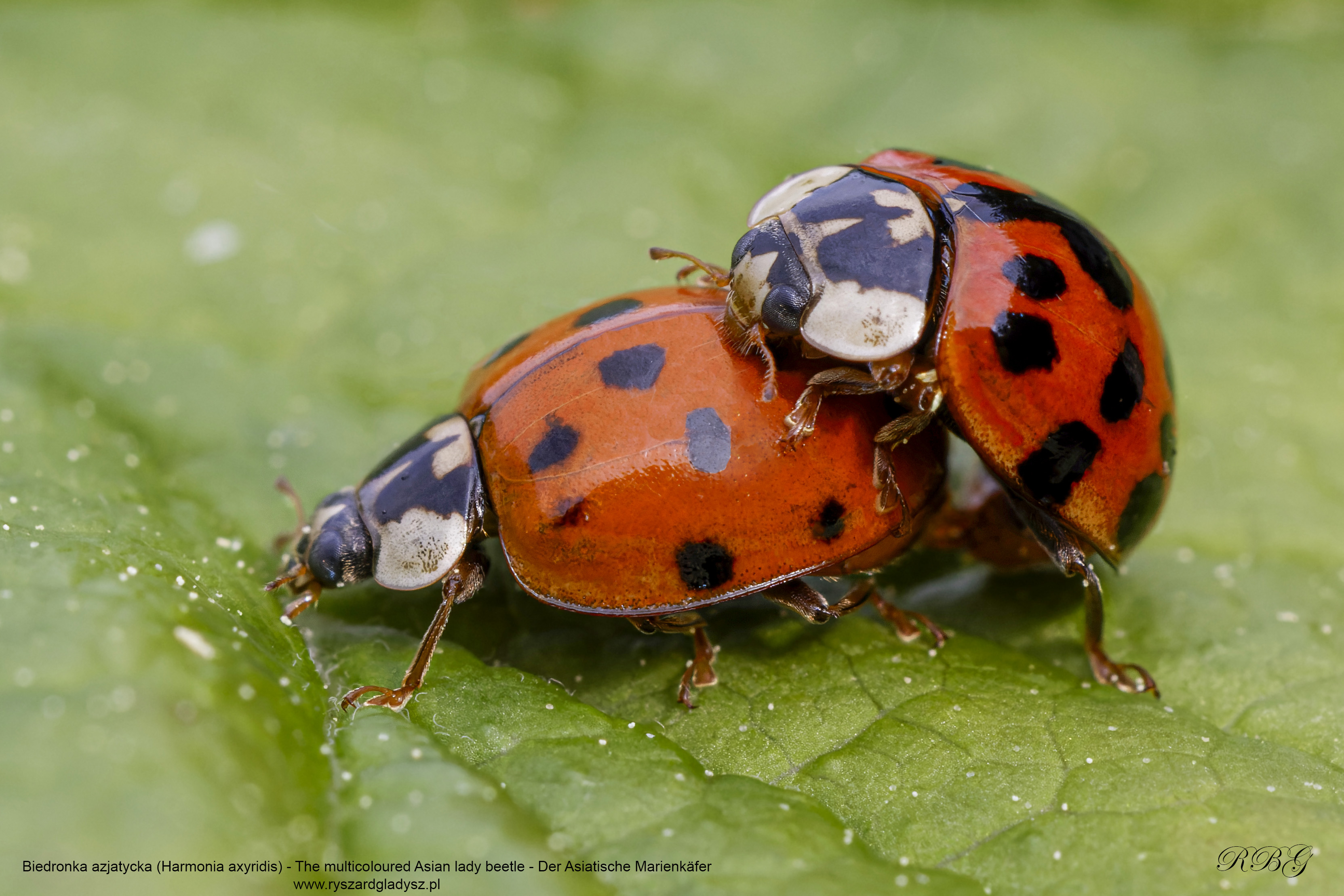 Biedronkowate, Biedronka azjatycka, Harmonia axyridis, The multicoloured Asian lady beetle, Der Asiatische Marienkäfer