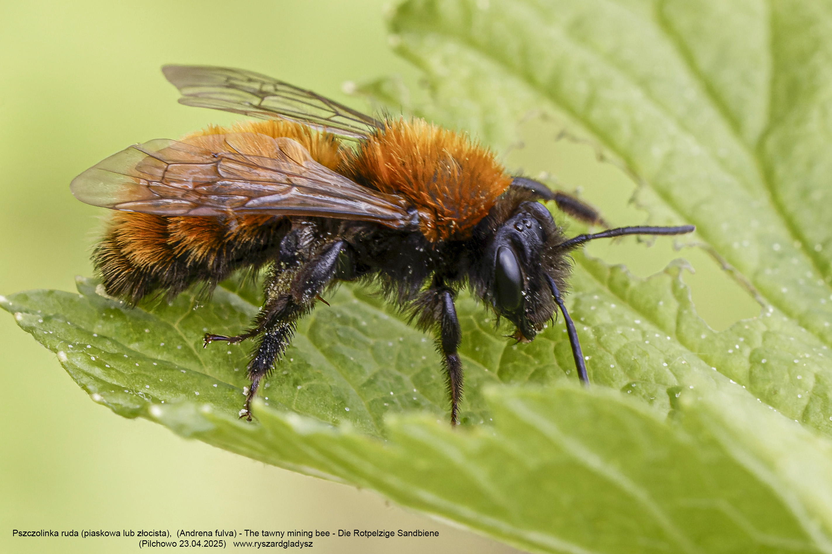 Pszczolinka ruda, (piaskowa lub złocista), Andrena fulva, The tawny mining bee, Die Rotpelzige Sandbiene
