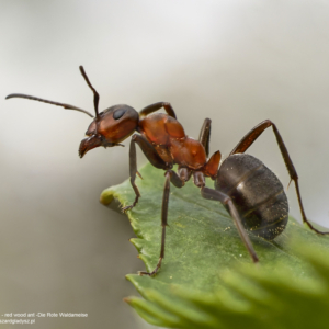 Mrówka rudnica, Formica rufa, red wood ant, Die Rote Waldameise