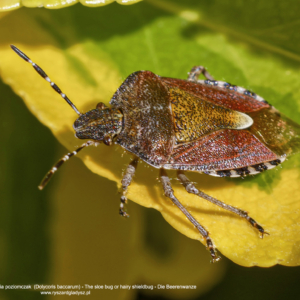 Plusknia jagodziak, lub plusknia poziomczak,  Dolycoris baccarum, The sloe bug or hairy shieldbug, Die Beerenwanze