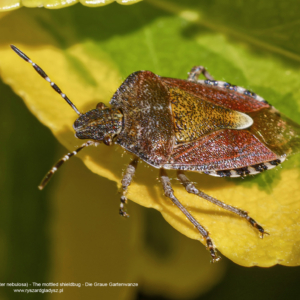 Dzidosz mglisty, Rhaphigaster nebulosa, The mottled shieldbug, Die Graue Gartenwanze