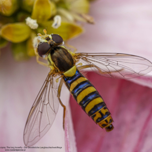 Kuliboda łąkowa, Sphaerophoria scripta, the long hoverfly, Die Gewöhnliche Langbauchschwebfliege