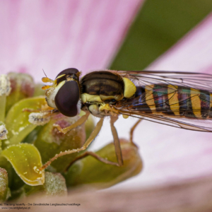 Kuliboda łąkowa, Sphaerophoria scripta, the long hoverfly, Die Gewöhnliche Langbauchschwebfliege