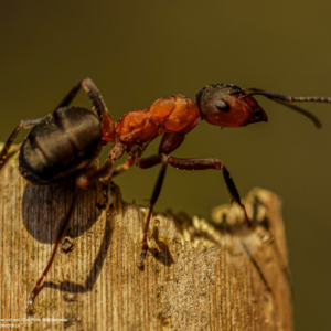 Mrówka rudnica, Formica rufa, red wood ant, Die Rote Waldameise