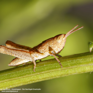 Konik polny, Chorthippus biguttulus, Grasshopper, Der Nachtigall-Grashüpfer