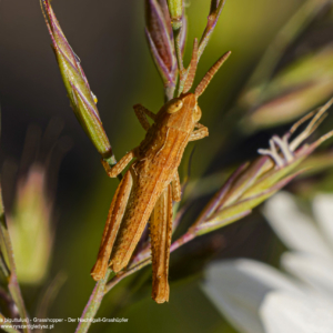 Konik polny, Chorthippus biguttulus, Grasshopper, Der Nachtigall-Grashüpfer