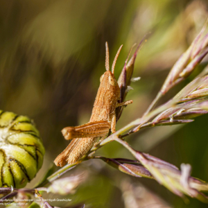 Konik polny, Chorthippus biguttulus, Grasshopper, Der Nachtigall-Grashüpfer