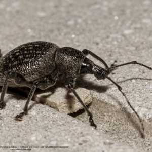 Opuchlak truskawkowiec, Otiorhynchus sulcatus, The black vine weevil, Der Gefurchte Dickmaulrüssler