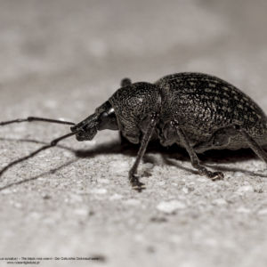 Opuchlak truskawkowiec, Otiorhynchus sulcatus, The black vine weevil, Der Gefurchte Dickmaulrüssler