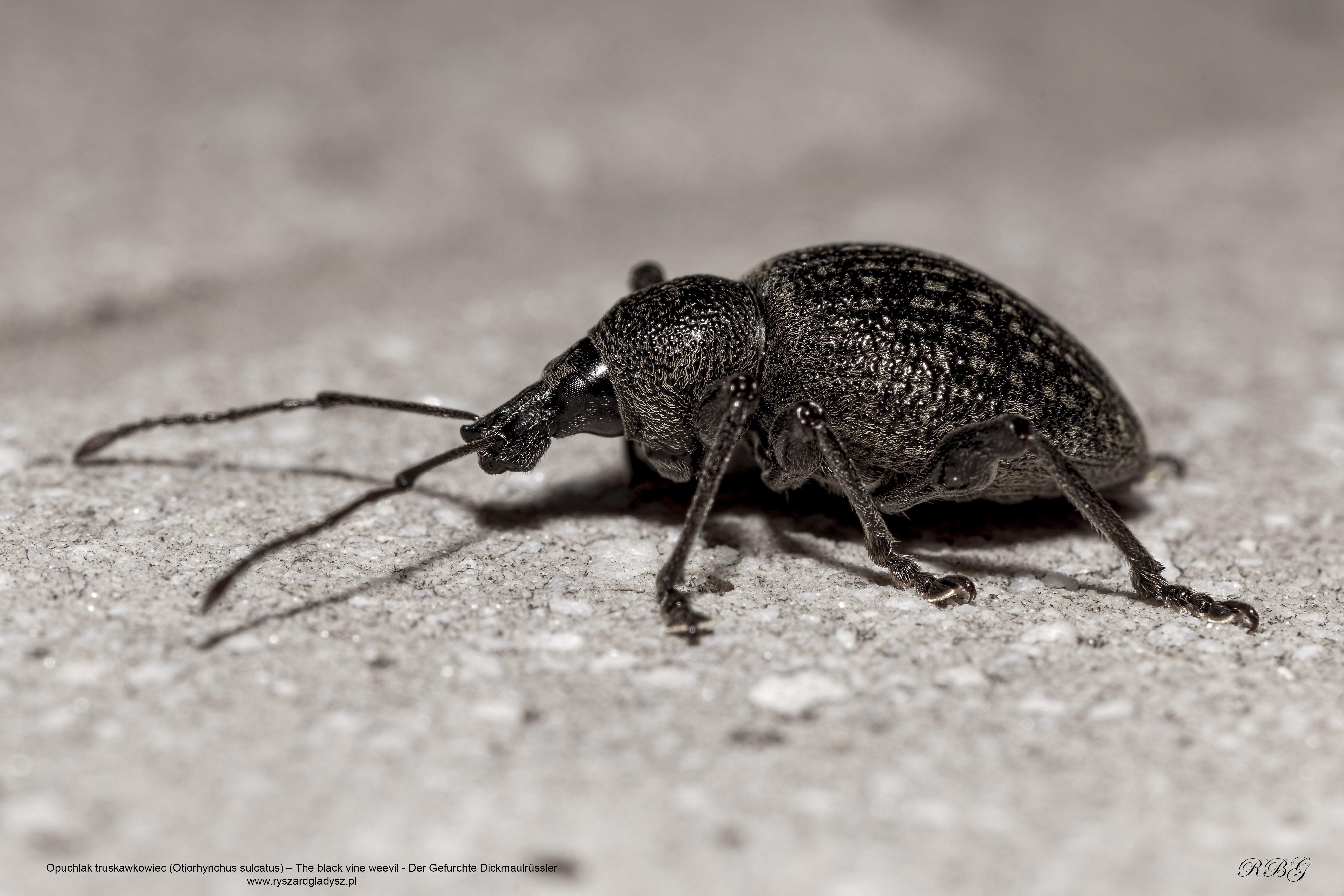 Opuchlak truskawkowiec, Otiorhynchus sulcatus, The black vine weevil, Der Gefurchte Dickmaulrüssler