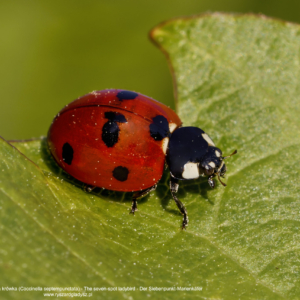 Biedronkowate, Biedronka siedmiokropka, boża krówka, Coccinella septempunctata, The seven-spot ladybird, Der Siebenpunkt-Marienkäfer