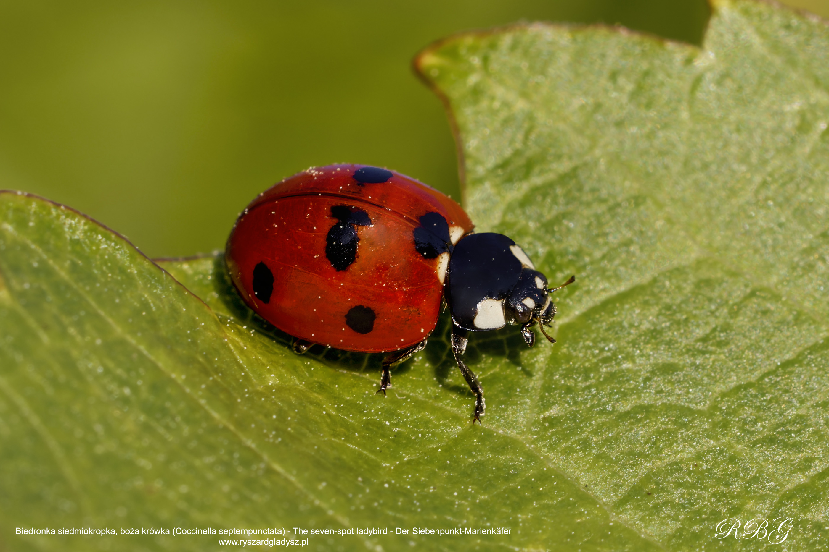 Biedronkowate, Biedronka siedmiokropka, boża krówka, Coccinella septempunctata, The seven-spot ladybird, Der Siebenpunkt-Marienkäfer