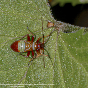Ładzik byliniak, Closterotomus biclavatus, Die Zweikeulen-Weichwanze oder Schmuckwanze