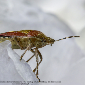 Plusknia jagodziak, lub plusknia poziomczak,  Dolycoris baccarum, The sloe bug or hairy shieldbug, Die Beerenwanze