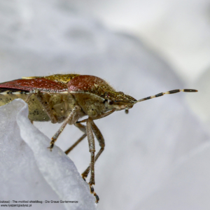 Dzidosz mglisty, Rhaphigaster nebulosa, The mottled shieldbug, Die Graue Gartenwanze