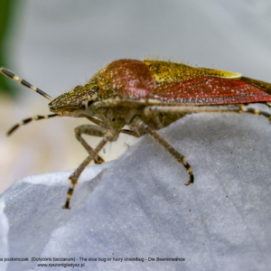Plusknia jagodziak, lub plusknia poziomczak,  Dolycoris baccarum, The sloe bug or hairy shieldbug, Die Beerenwanze