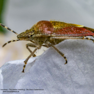 Dzidosz mglisty, Rhaphigaster nebulosa, The mottled shieldbug, Die Graue Gartenwanze