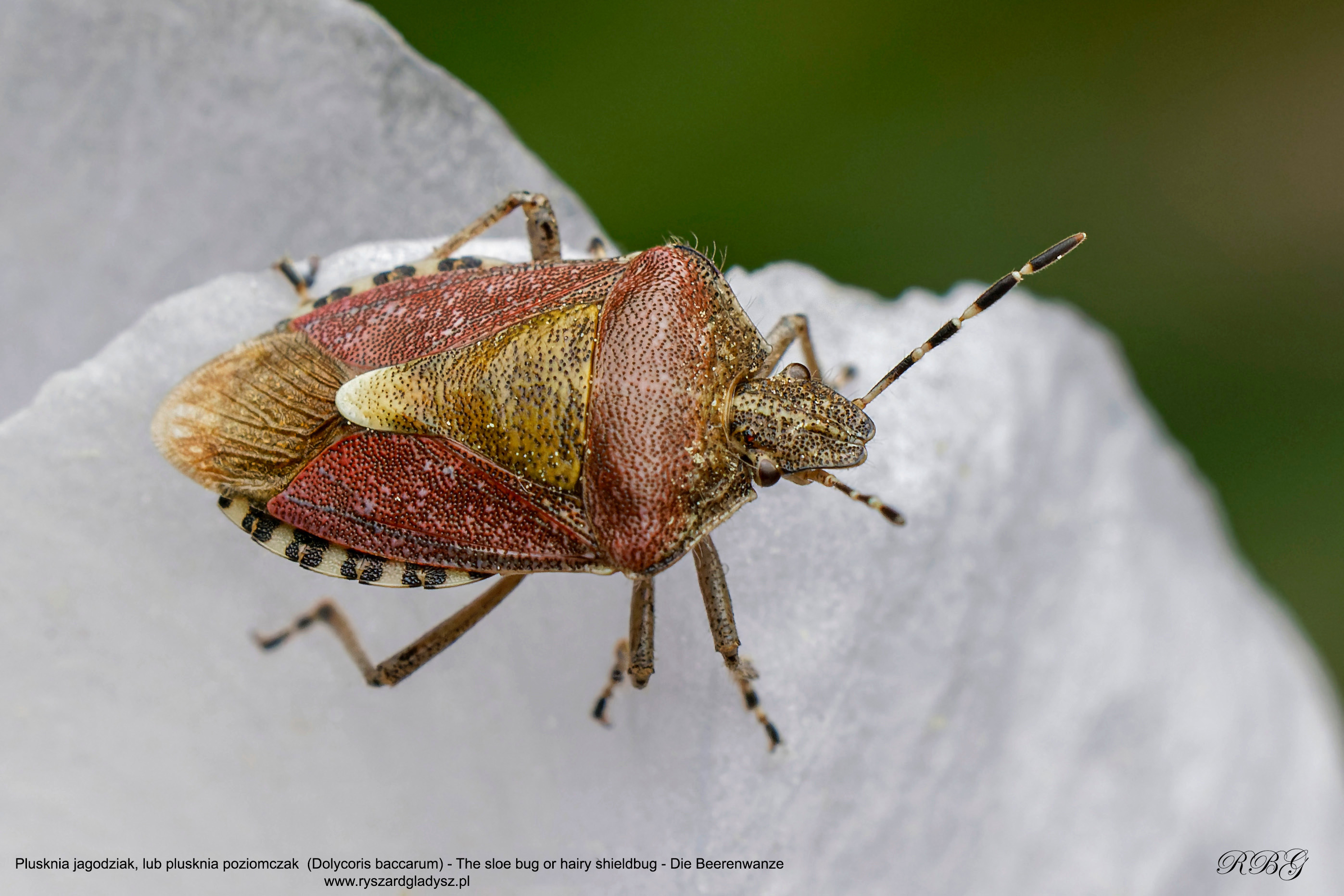Plusknia jagodziak, lub plusknia poziomczak,  Dolycoris baccarum, The sloe bug or hairy shieldbug, Die Beerenwanze