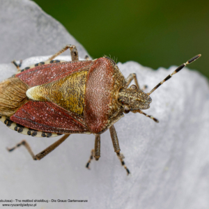 Dzidosz mglisty, Rhaphigaster nebulosa, The mottled shieldbug, Die Graue Gartenwanze