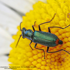 Bęblik dwuplamek, Malachius bipustulatus, The malachite beetle, Der Zweifleckige Zipfelkäfer