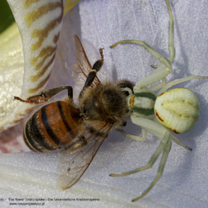 Die Veränderliche Krabbenspinne, Kwietnik, Misumena vatia, The flower (crab) spider
