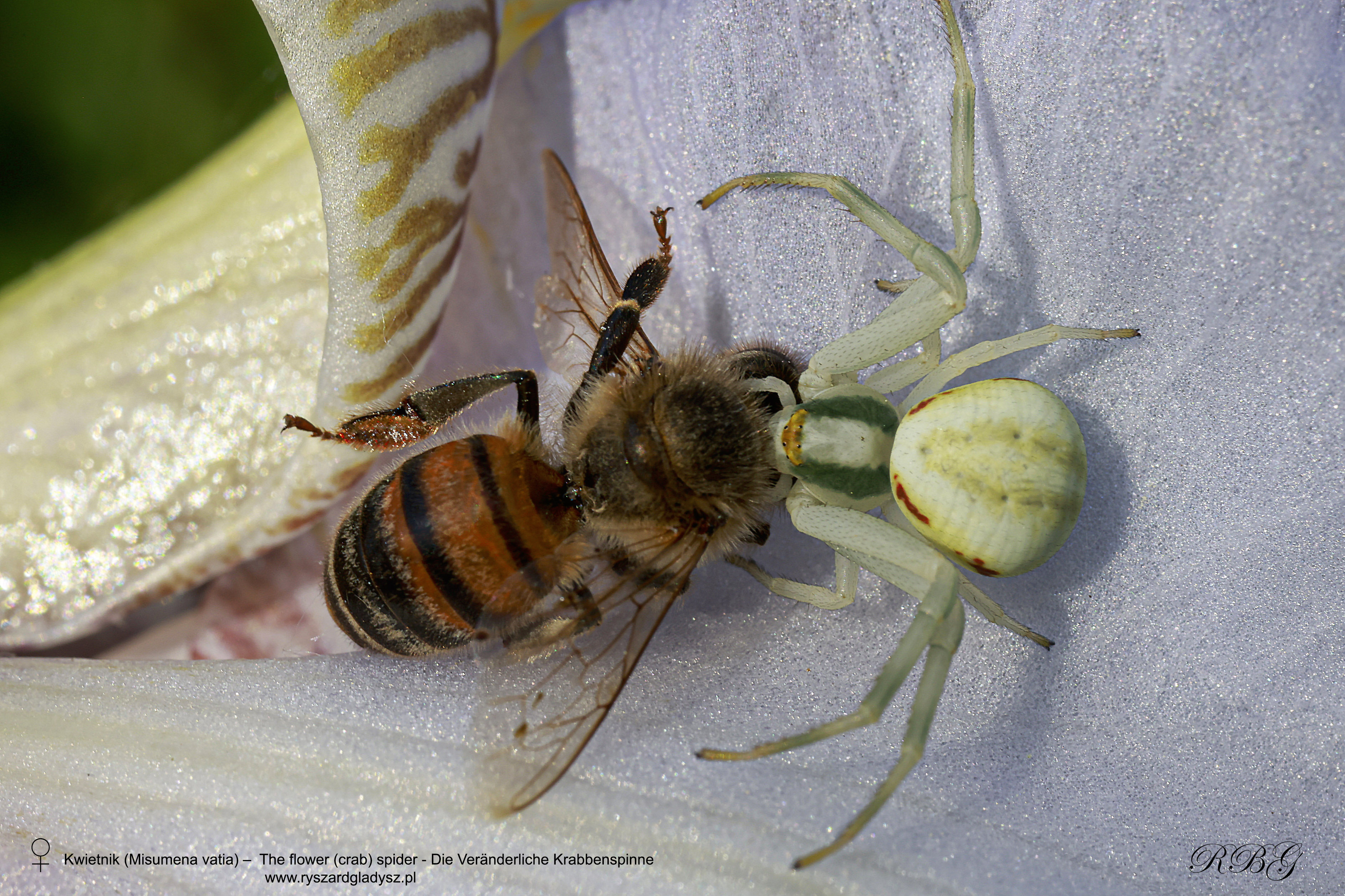 Die Veränderliche Krabbenspinne, Kwietnik, Misumena vatia, The flower (crab) spider