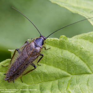 Zadomka polna, Ectobius lapponicus, The dusky cockroach, Die Gemeine Waldschabe
