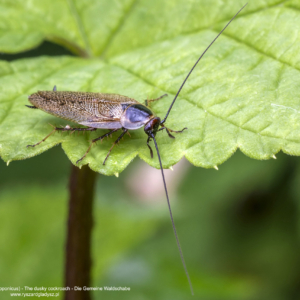 Zadomka polna, Ectobius lapponicus, The dusky cockroach, Die Gemeine Waldschabe
