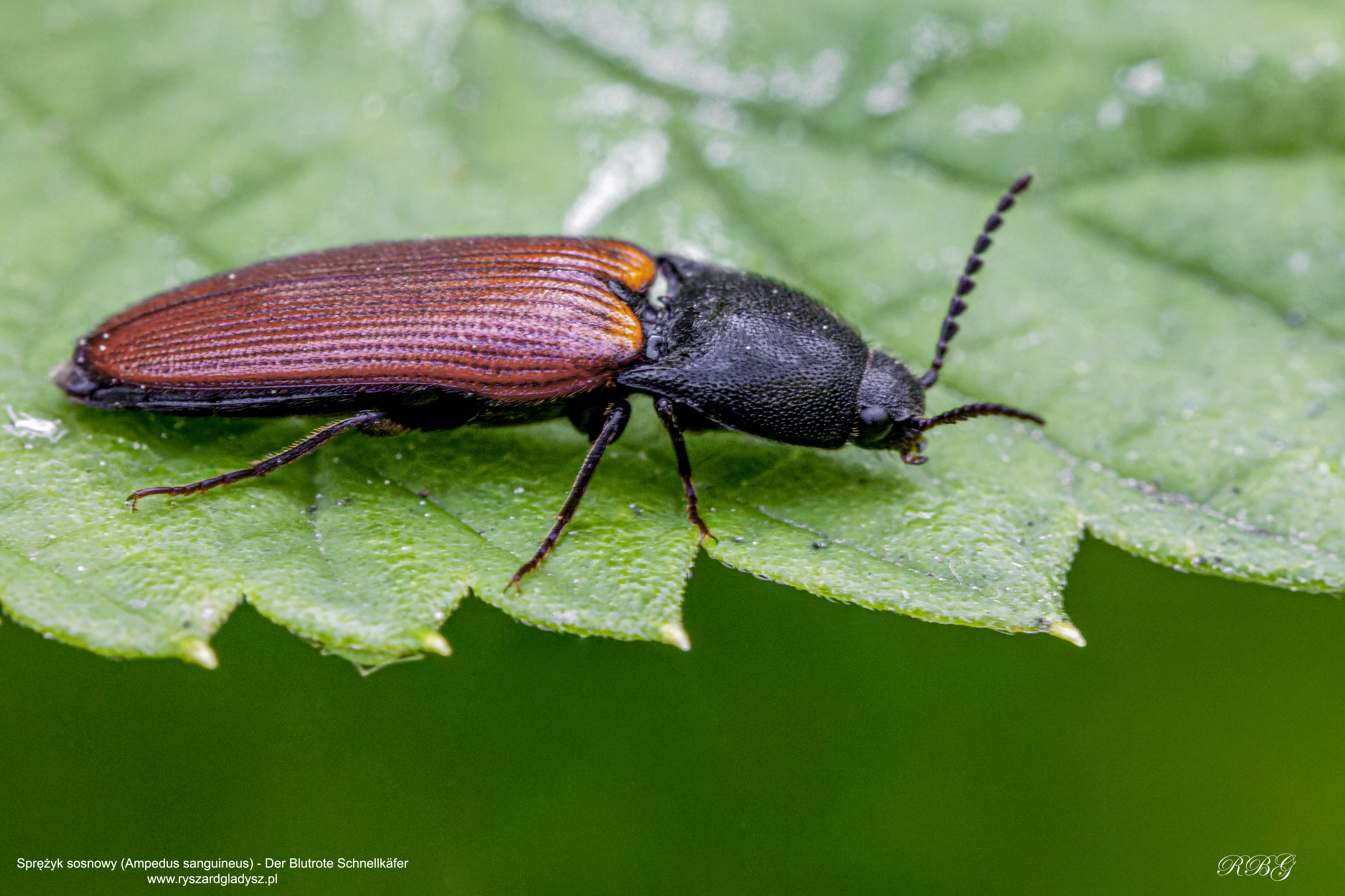 Sprężyk sosnowy, Ampedus sanguineus, Der Blutrote Schnellkäfer
