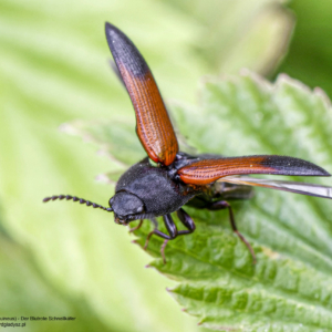 Sprężyk sosnowy, Ampedus sanguineus, Der Blutrote Schnellkäfer