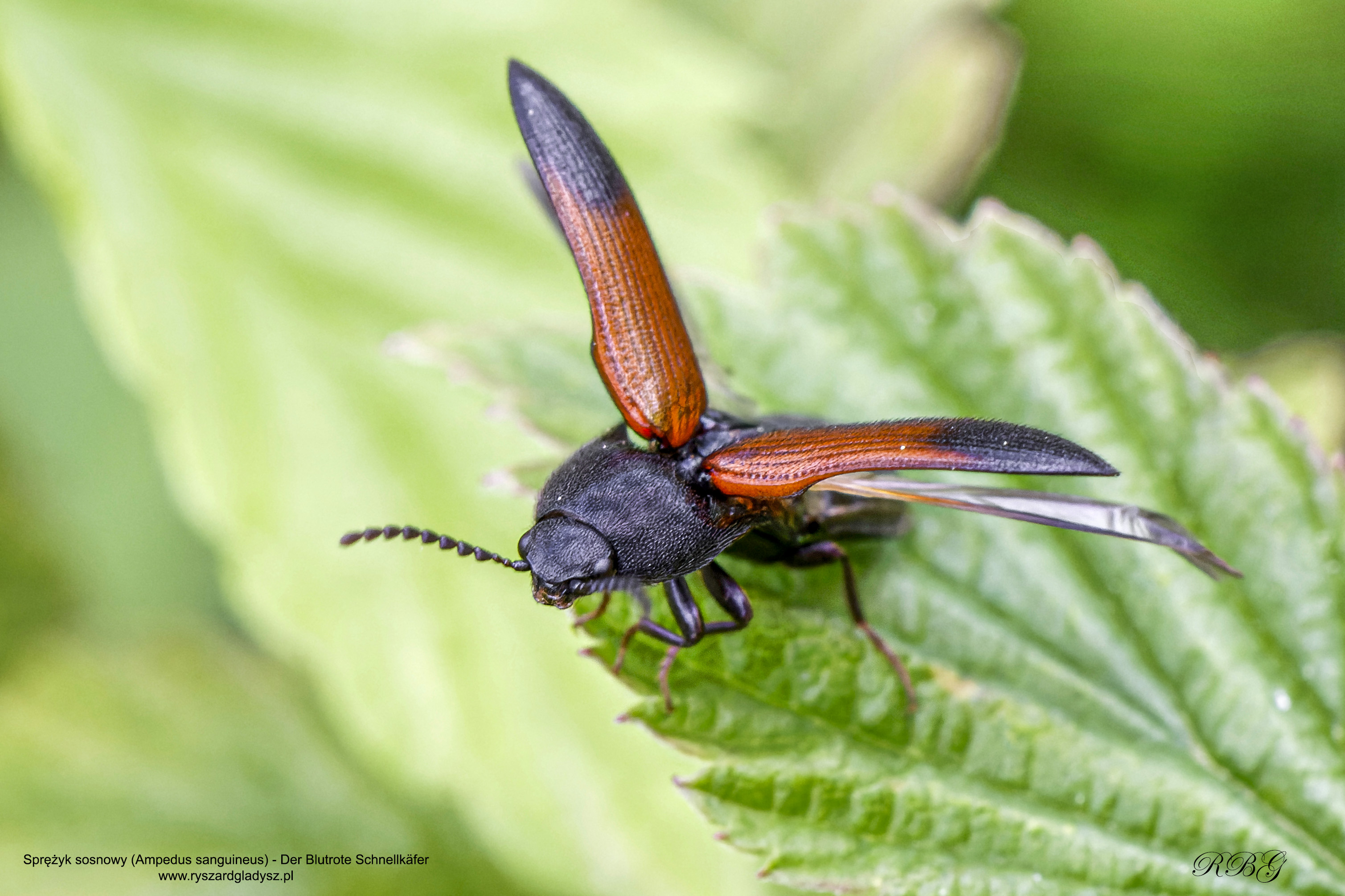 Sprężyk sosnowy, Ampedus sanguineus, Der Blutrote Schnellkäfer