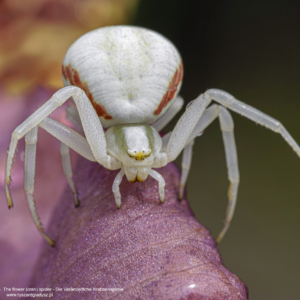 Die Veränderliche Krabbenspinne, Kwietnik, Misumena vatia, The flower (crab) spider
