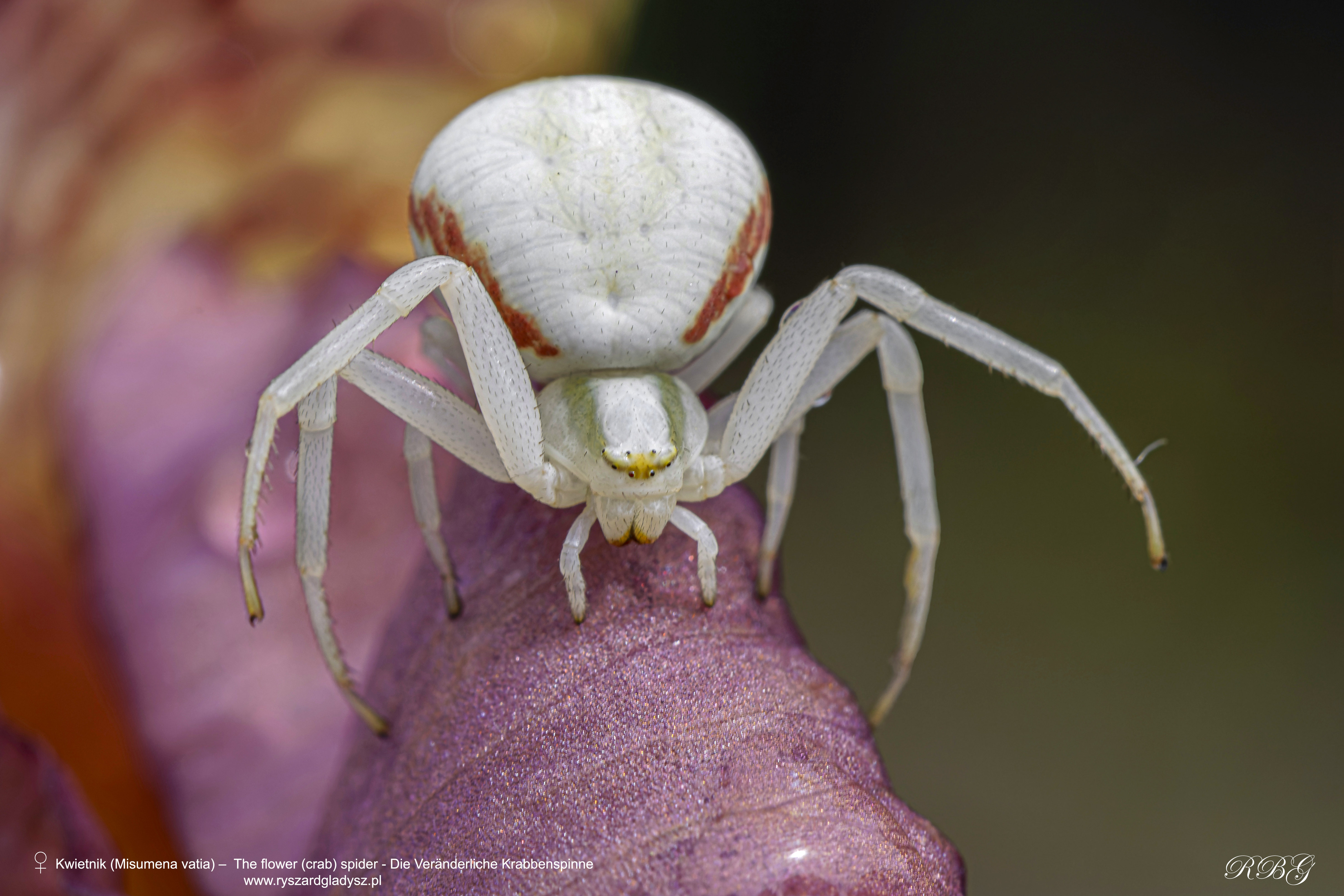 Die Veränderliche Krabbenspinne, Kwietnik, Misumena vatia, The flower (crab) spider