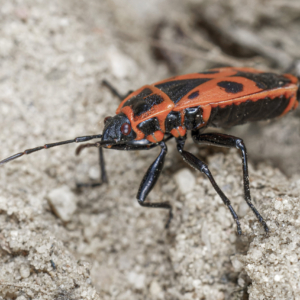 Kowal bezskrzydły, kowal dwuplamek, Pyrrhocoris apterus, The firebug, Die Gemeine Feuerwanze