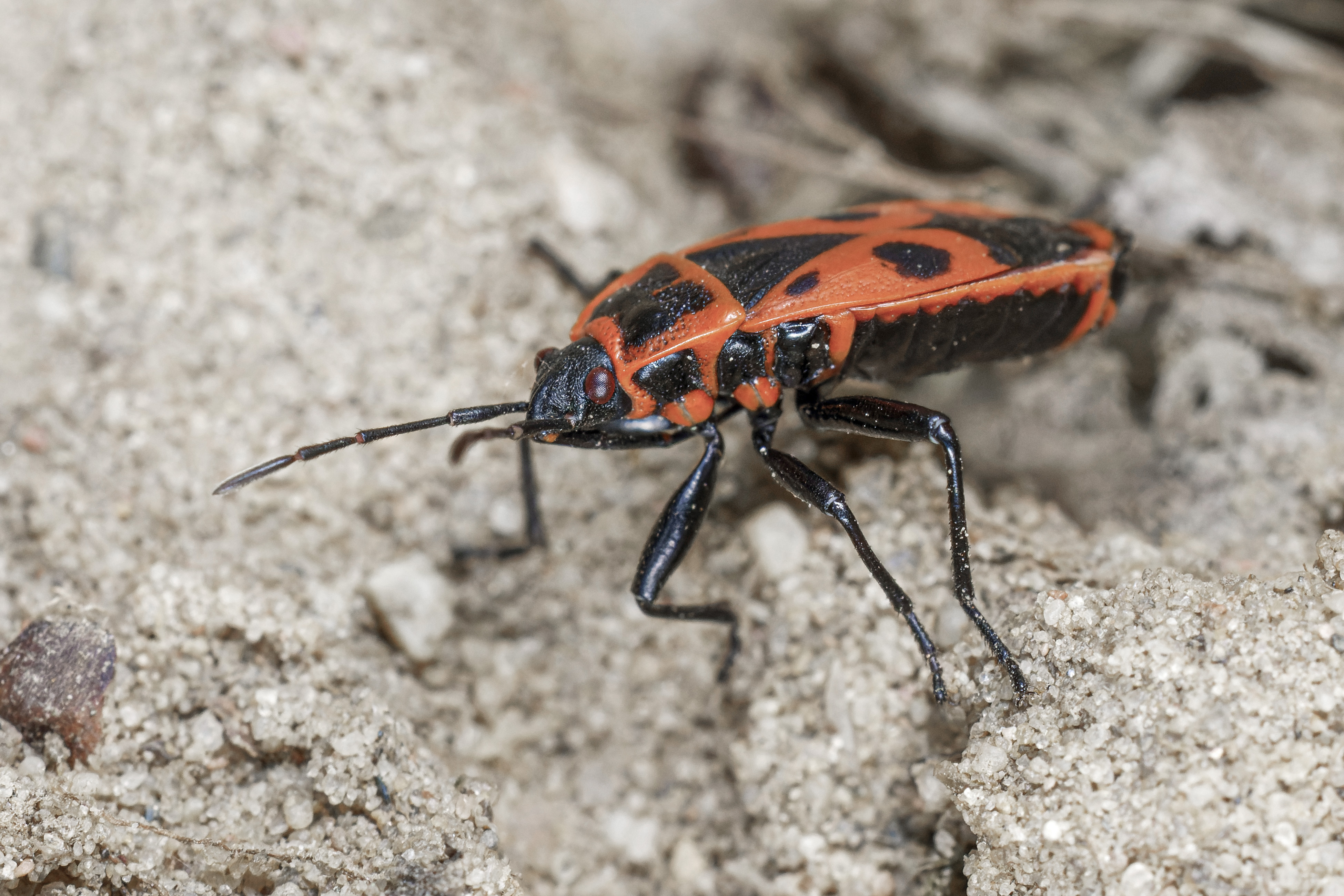 Kowal bezskrzydły, kowal dwuplamek, Pyrrhocoris apterus, The firebug, Die Gemeine Feuerwanze
