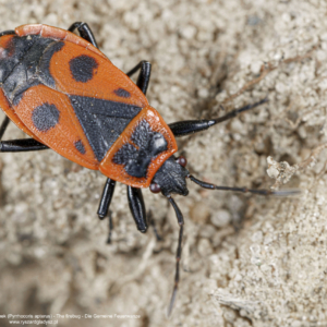 Kowal bezskrzydły, kowal dwuplamek, Pyrrhocoris apterus, The firebug, Die Gemeine Feuerwanze
