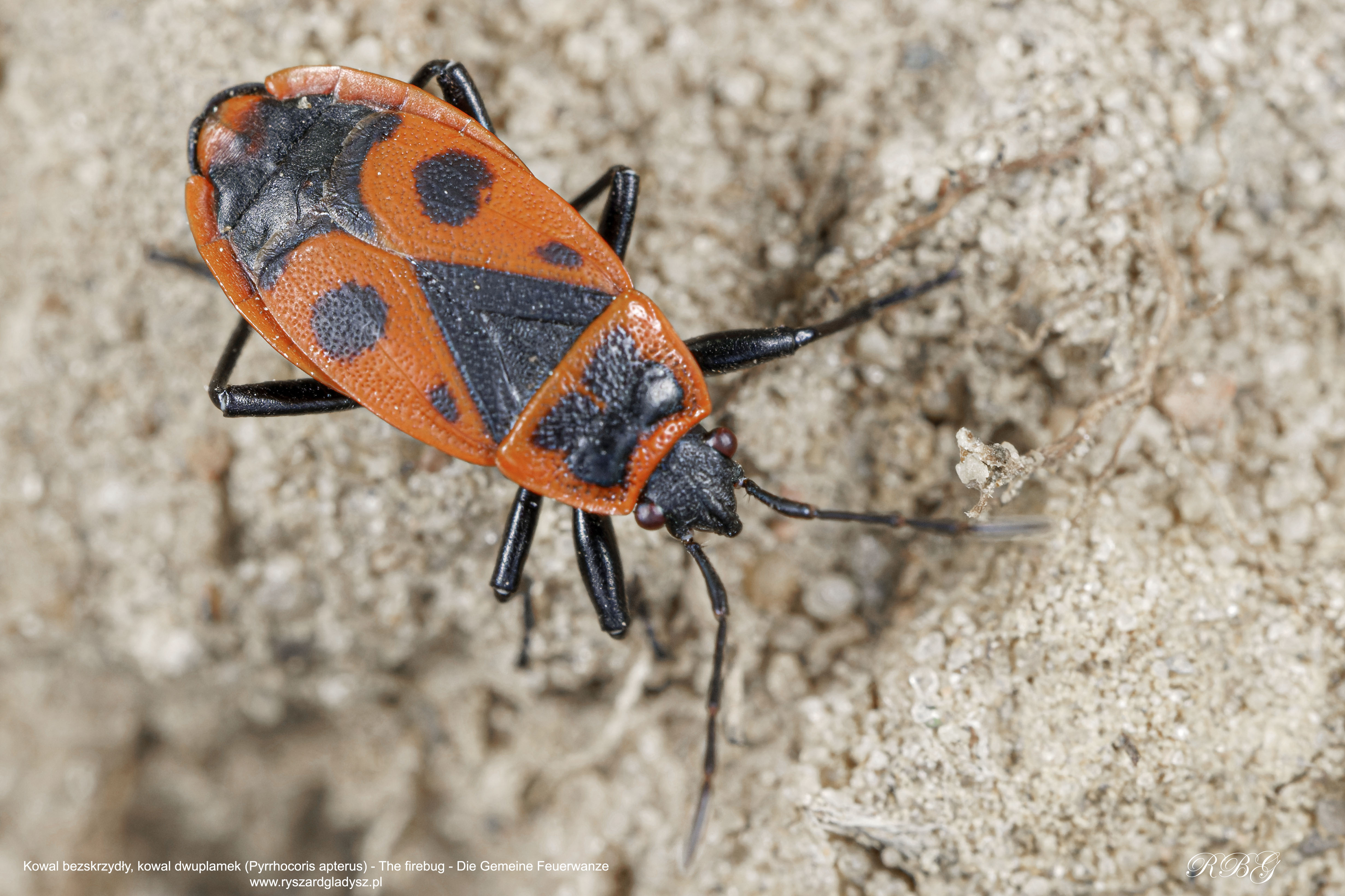 Kowal bezskrzydły, kowal dwuplamek, Pyrrhocoris apterus, The firebug, Die Gemeine Feuerwanze