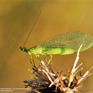 Złotook, Chrysoperla, The green lacewing, Die Gemeine Florfliege