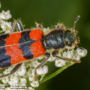 Barciel pszczołowiec, Trichodes apiarius, Der Gemeine Bienenkäfer owady, chrząszcze, przekraski, insects, Insekten