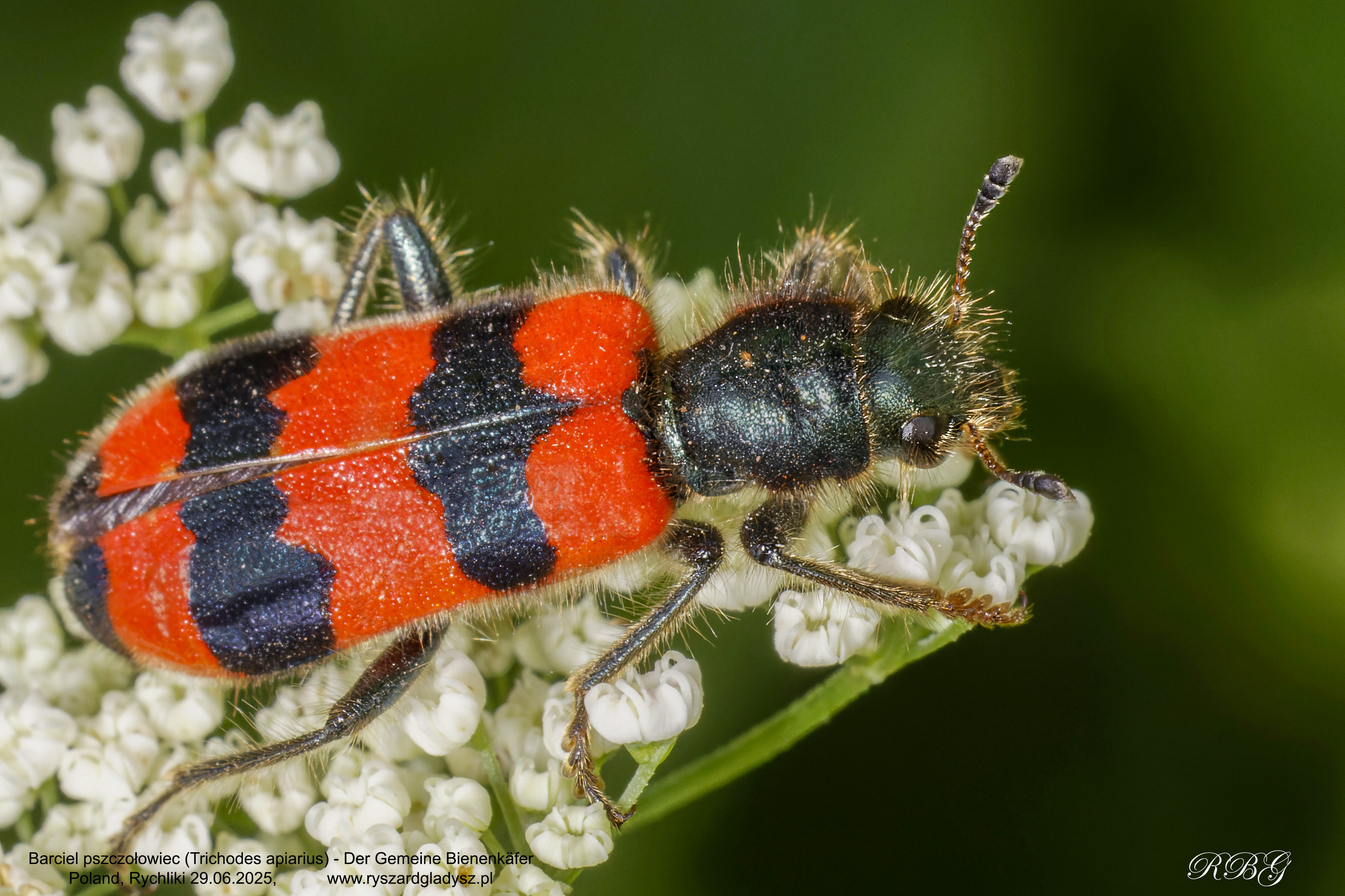 Barciel pszczołowiec, Trichodes apiarius, Der Gemeine Bienenkäfer