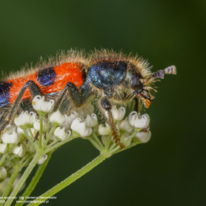 Barciel pszczołowiec, Trichodes apiarius, Der Gemeine Bienenkäfer