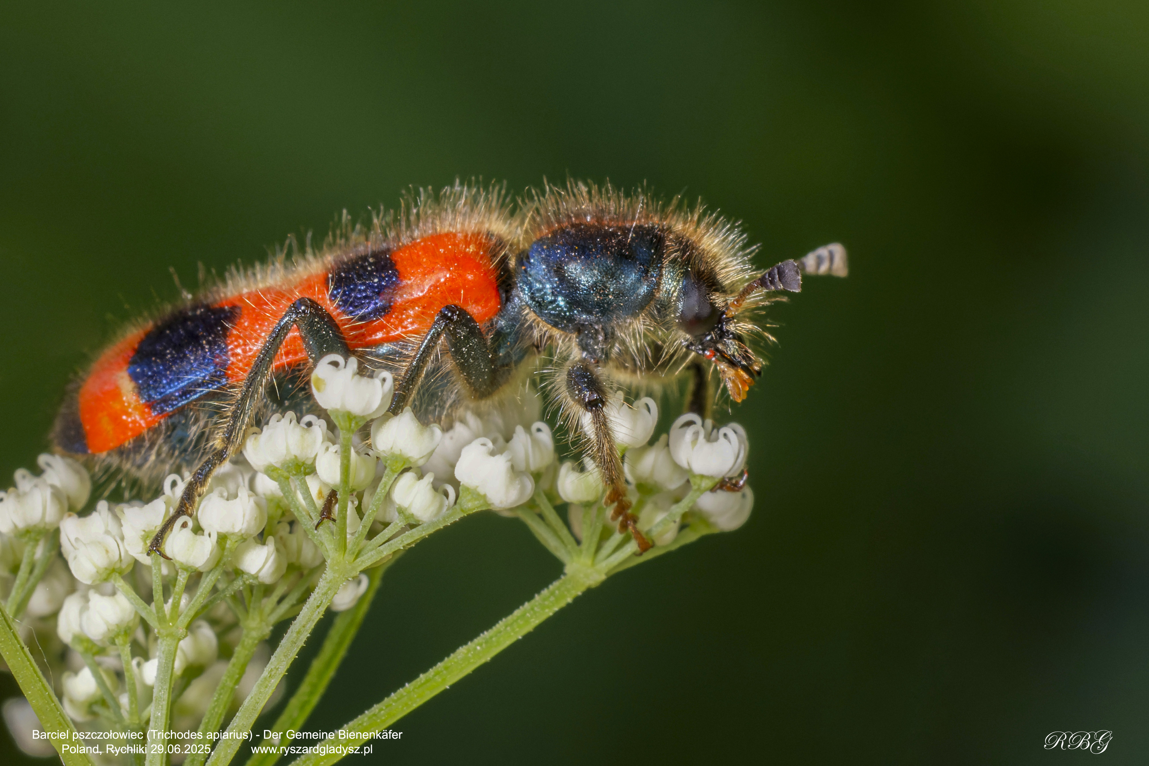 Barciel pszczołowiec, Trichodes apiarius, Der Gemeine Bienenkäfer