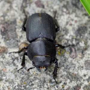 Ciołek matowy, Dorcus parallelipipedus), lesser stag beetle, Der Balkenschröter, Оленёк обыкновенный, Jelonkowate