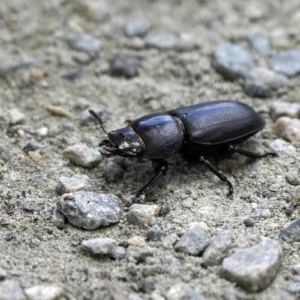 Ciołek matowy, Dorcus parallelipipedus), lesser stag beetle, Der Balkenschröter, Оленёк обыкновенный, Jelonkowate